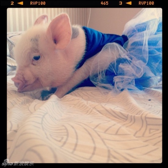 超萌小猪走红网络裙装卖萌进军时尚界图37