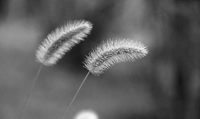 "莠草"也叫"雁来红"? 福建省质检作文题被质指违背常识