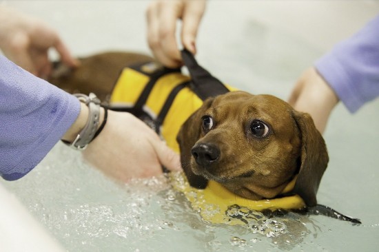 太疯狂!美肥胖宠物狗纷纷涌入健身房瘦身(图)