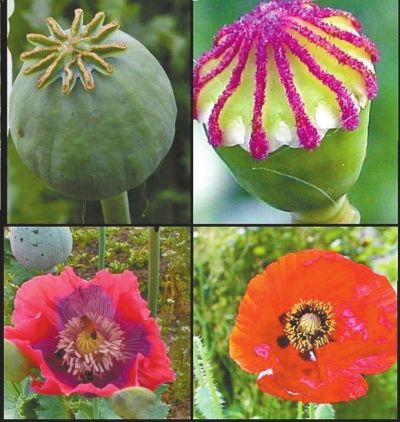 罂粟的种类及名称图片图片