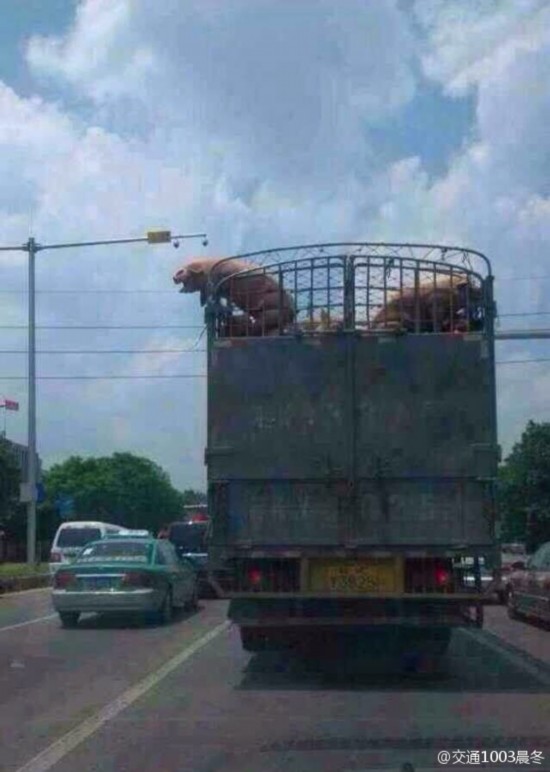 一只说走就走的猪运送途中跳车逃跑爆红网络