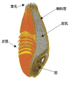 全麦食品好在哪如何挑选全麦食品