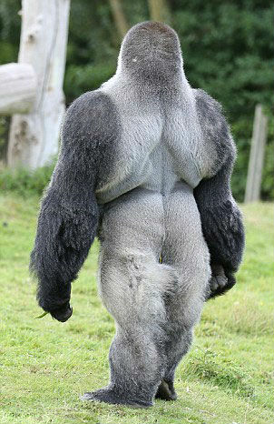 大猩猩安巴姆可直立行走网友人模人样好可爱