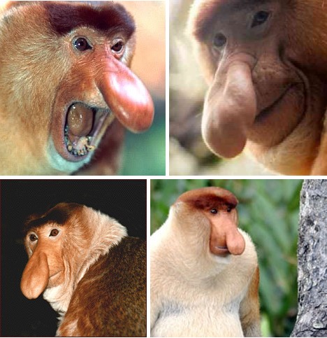 无奇不有!盘点外貌丑到极致的奇葩动物