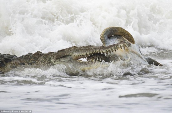摄影师拍下大海龟惨遭巨鳄咬住头颅血腥一幕(组图)【2】