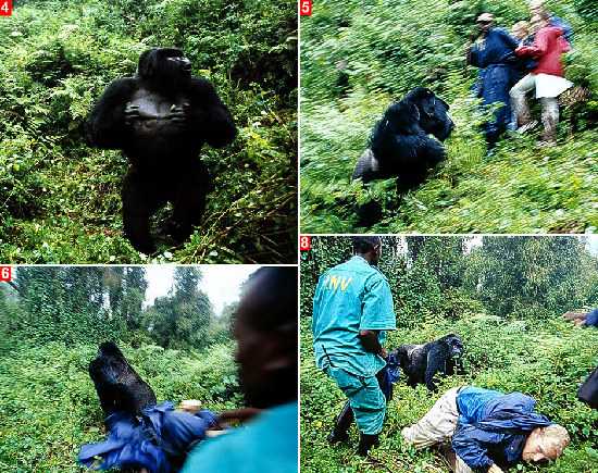 动物袭击人类的惊悚瞬间