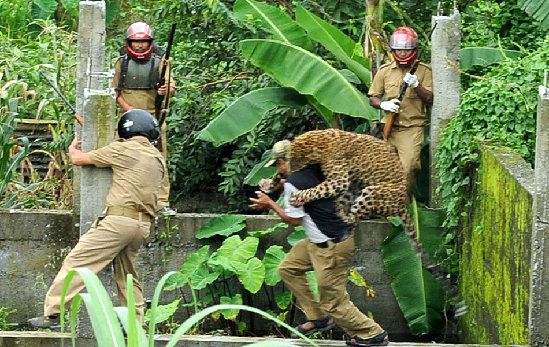 动物袭击人类的惊悚瞬间