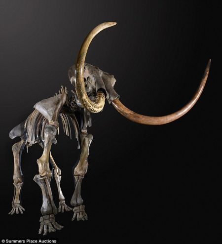 冰河时期猛犸象骨骼将被拍卖:象牙保存完整