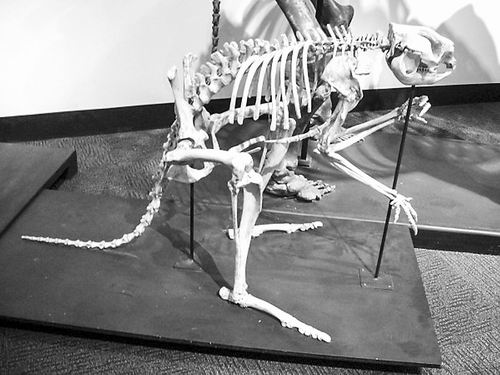 摘要:一种古老的澳大利亚袋鼠很显然与现在的人类一样:直立行走,每次