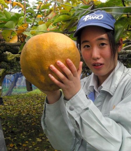日本高中生种出超6斤重的巨型大梨