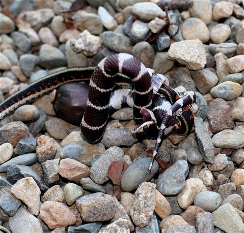 2.5米长森王蛇活吞响尾蛇 场面恐怖引围观