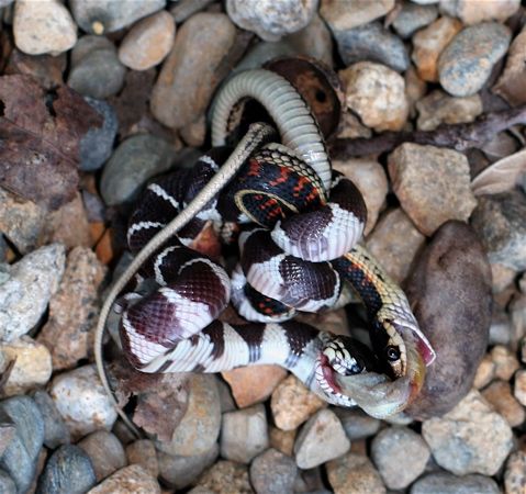 2.5米长森王蛇活吞响尾蛇 场面恐怖引围观