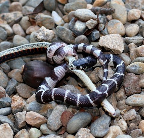 2.5米长森王蛇活吞响尾蛇 场面恐怖引围观