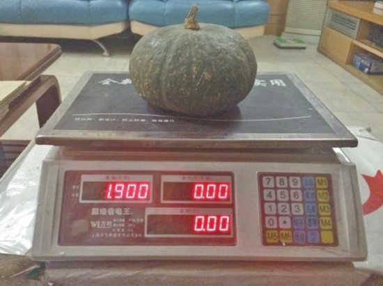 接着,记者又将电子秤放在塑料泡沫箱上,称南瓜样本,测得重量仍为1