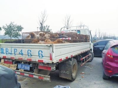 爱狗人士堵运狗车3天 就如何处置与畜牧局对峙(图)