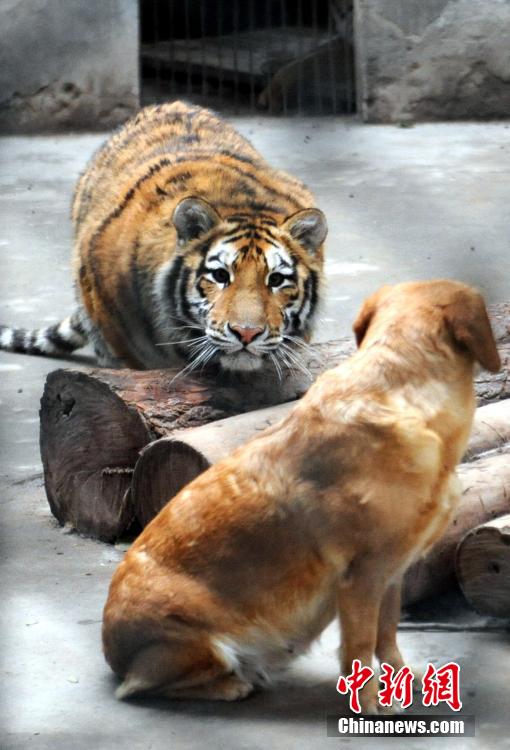 安徽铜陵动物园虎狗和睦相伴 吸引游人参观