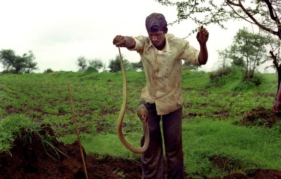 探秘与蛇共舞的印度"蛇人":不会捕蛇不能结婚
