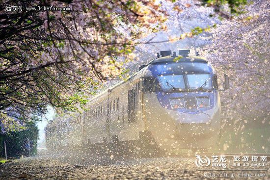 不去远方踏青赏花 怎对得起春光乍泄【3】