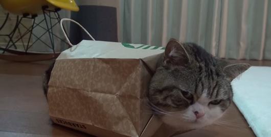 近来,一只名叫"丸子(maru)"的小猫在日本颇受欢迎,它调皮可爱,还