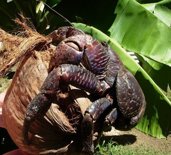 绝对没见过!全球最恐怖最罕见的动物(组图)