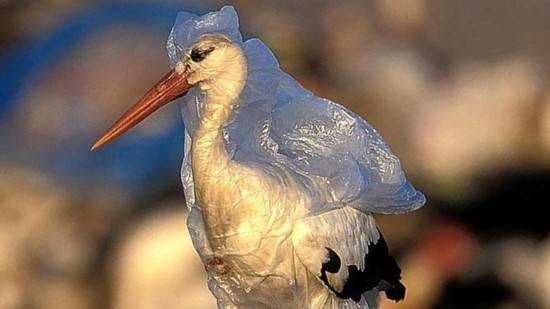 动物心酸照:满身燃油的企鹅【5】