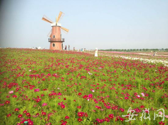 合肥牛角大圩花海进入盛花期 80万株鲜花竞相
