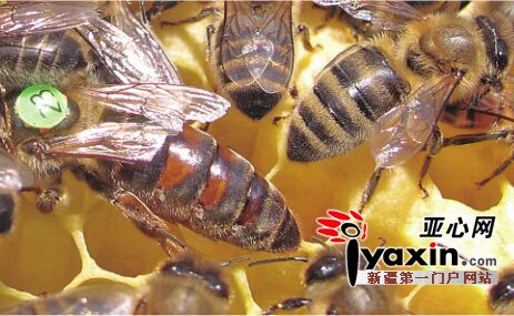 新疆伊犁首次发现新蜂种 是欧洲黑蜂"远房亲戚"