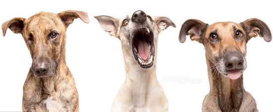 德摄影师拍三萌犬吐舌大笑俘获人心