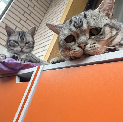 委屈猫走红 天生一副被欺负模样直接"萌哭"网友