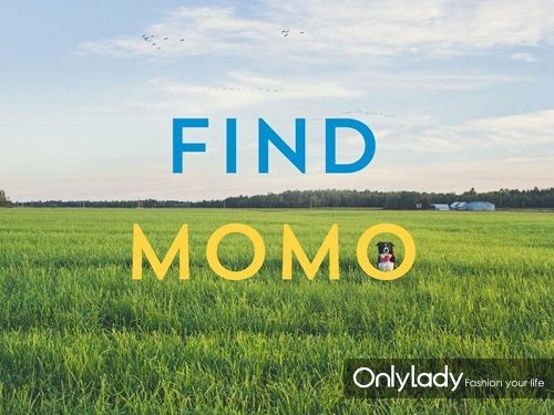 可是你造吗,有只加拿大的牧羊犬momo最近也迷上了这个游戏,它的主人