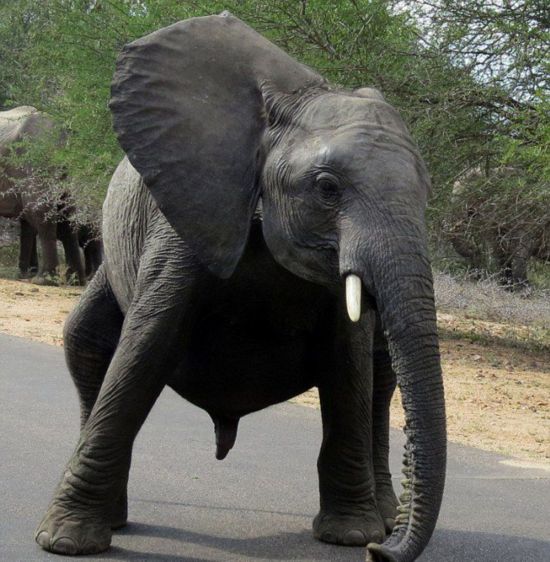 据英国《每日邮报》7月19日报道,平时纪录片里的大象可谓含蓄优雅
