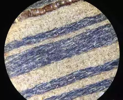 显微镜下的木头图片