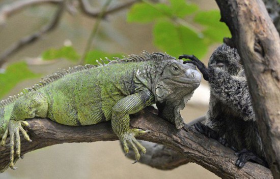 德动物园蜥蜴与猴子建立友谊关系亲密