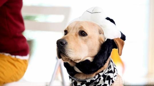 《神犬小七》第20,21集:亮亮"棒打鸳鸯教小七做狗 1-45全集剧情介绍至