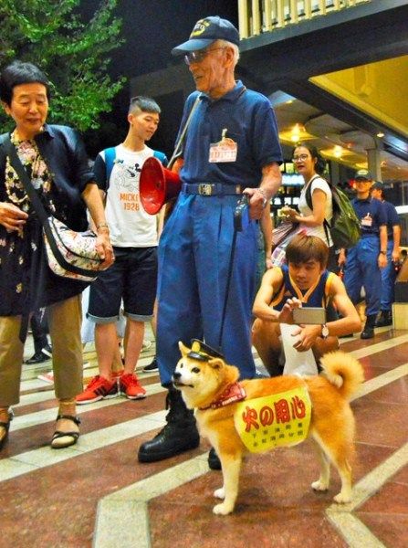 组图日本消防犬可可爆红网络4
