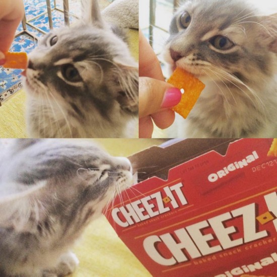 英宠物狗抢镜自拍走红网络 动物卖萌超搞笑(组图)