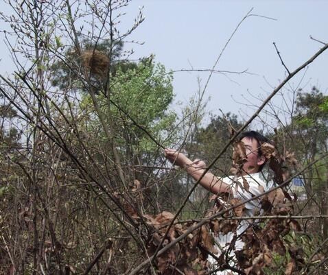 大学生掏鸟窝被判10年:到底是那种鸟居然这么贵?