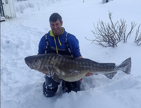 英男子钓上超大鳕鱼能做150份炸鱼薯条3