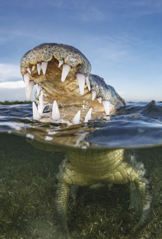 全球水下摄影大赛 柠檬鲨出水照夺冠(高清组图)