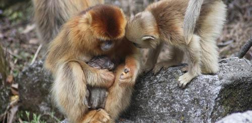 野生猴子为同伴接生照片曝光 猴子生产居然也有助产婆?