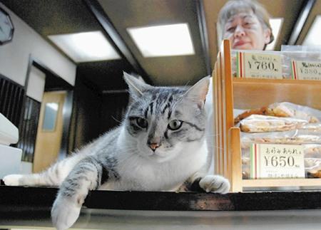 日本猫咪店长人气旺 卖萌揽客还能带来好运