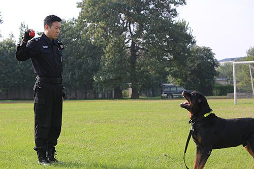 于和伟《警花与警犬》收官 不舍作别"杜冷面"
