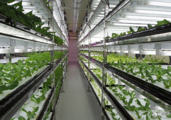 东芝宣布12月底将关闭横须贺市植物工厂--日本频道--人民网