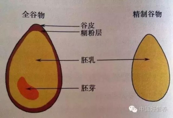 水稻胚乳图片