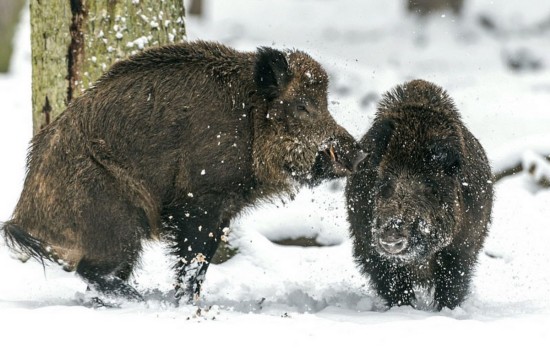 德国两野猪冰天雪地上演打斗决战组图