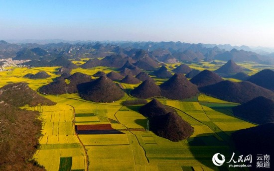 图为航拍的云南罗平壮观油菜花海.毛虹 摄