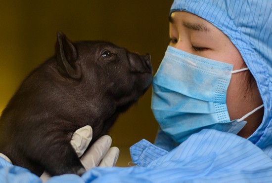 湖南猪胰岛异种移植领衔世界水平