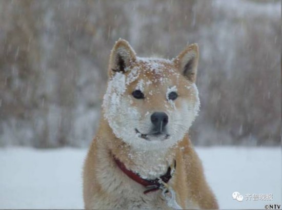 北登柴犬图片图片