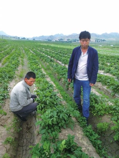 在田间地头锤炼党性——记永登县武胜驿镇奖俊埠村党支部书记杨福林