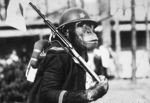 警示远离战争 日本大阪动物园每年展出战时黑猩猩军装照